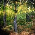 arbre 12_11_2010n03